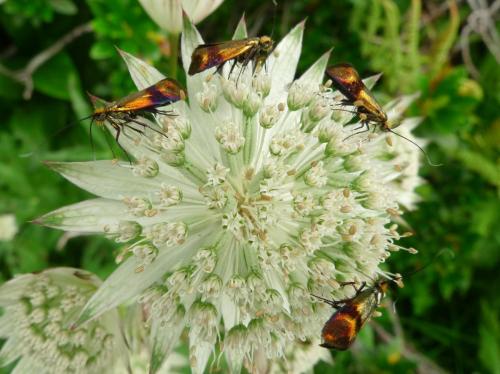 Réf. 236 444 : Nemophora sp.